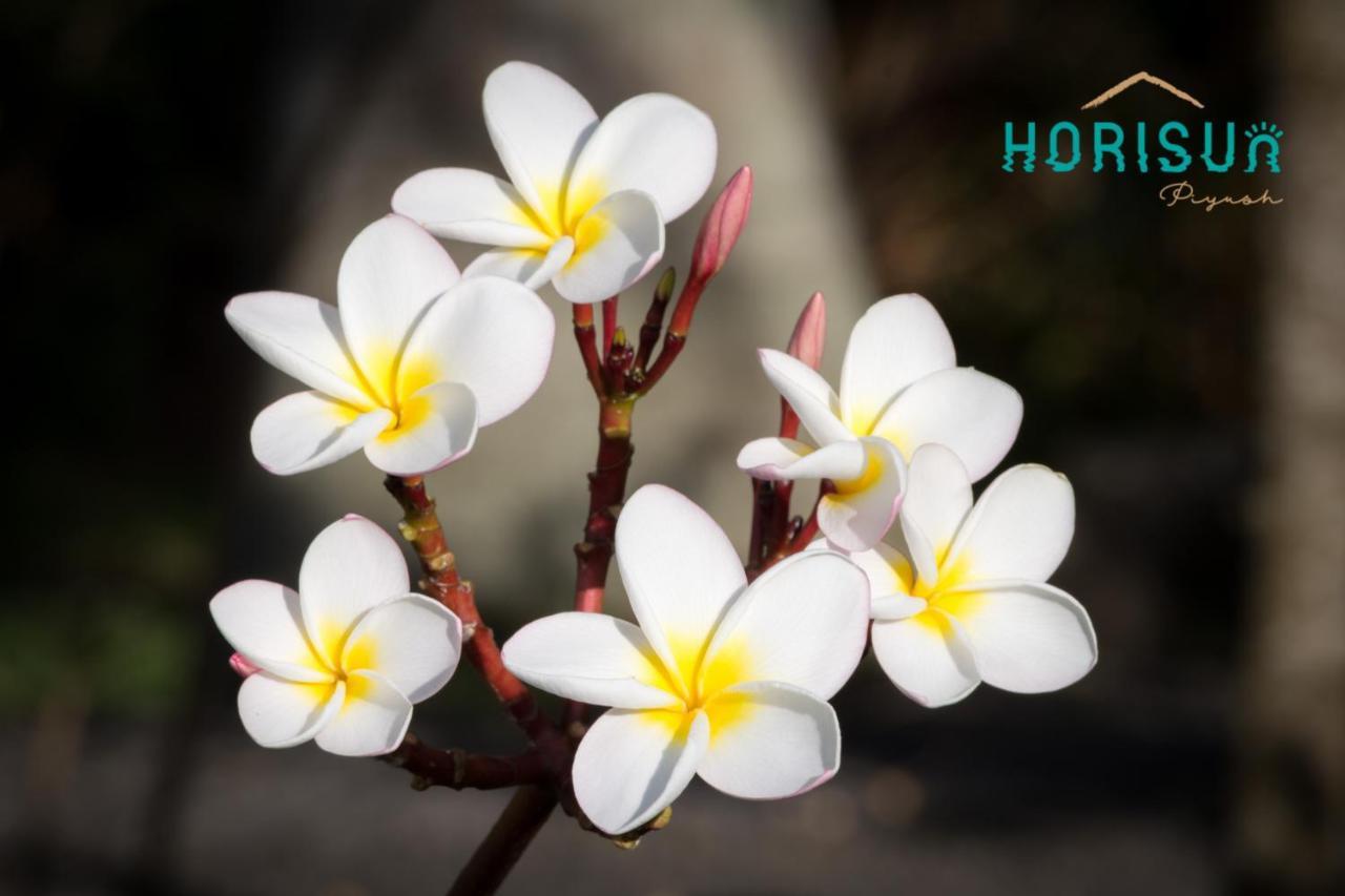 Privatunterkunft Horisun *